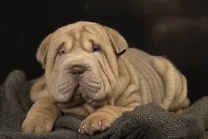 Peis: Shar Pei puppy indoors