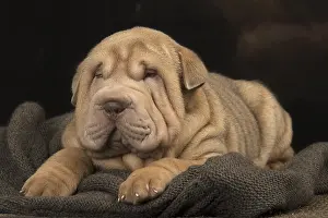 Peis: Shar Pei puppy indoors