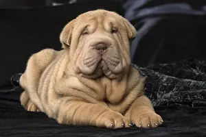 Peis: Shar Pei puppy indoors