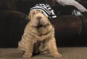 Peis: Shar Pei puppy indoors wearing hat