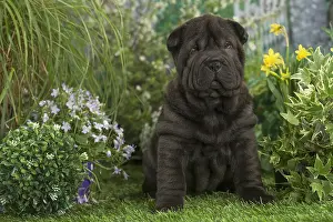Peis: Shar Pei puppy outdoors in the garden