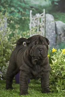 Peis: Shar Pei puppy outdoors in the garden