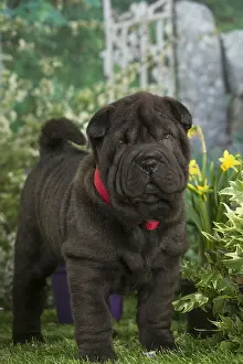 Peis: Shar Pei puppy outdoors in the garden