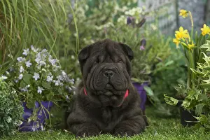 Peis: Shar Pei puppy outdoors in the garden