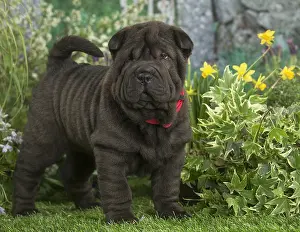 Peis: Shar Pei puppy outdoors in the garden