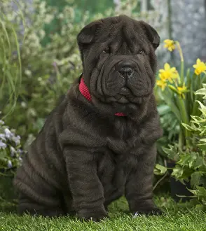 Peis: Shar Pei puppy outdoors in the garden