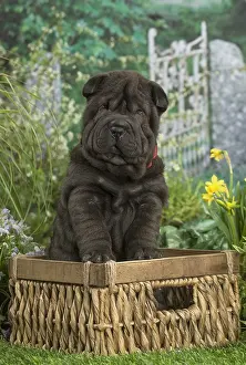 Peis: Shar Pei puppy outdoors in the garden