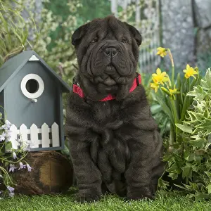 Peis: Shar Pei puppy outdoors in the garden
