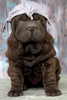 Peis: Shar Pe^se Shar Peo?