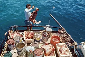 Chumming: Shark Bait - known as chuming