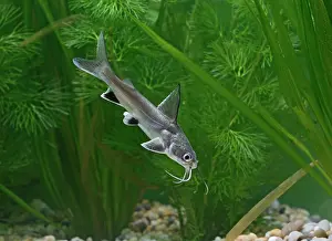 Barbel: Shark catfish - side view by weeds