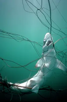 Casualties: Shark caught up in net