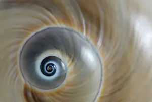 Moon: Shark Eye