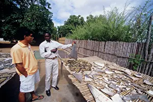 Mozambique: Shark fin/sea cucumber dealer