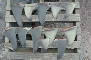 Concerns: Shark fins
