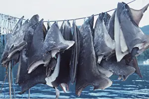 Drying: SHARK FINS DRYING ON LINE