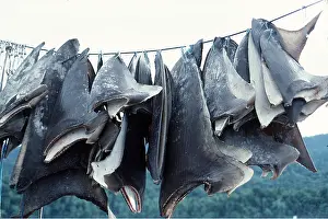 Drying: SHARK FINS DRYING ON LINE