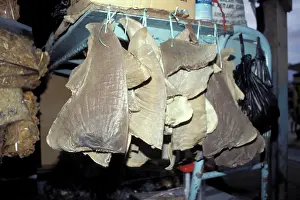 Hong: Shark Fins - Hong Kong Market
