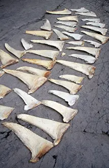 Sale: SHARK FINS - FOR SALE, Animal exploitation