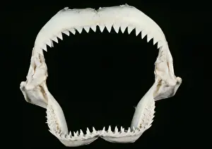 Carcharhinus: Shark Jaws - skeleton