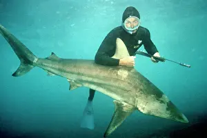 Spear: Shark killing. - Shark killed by diver with explosive
