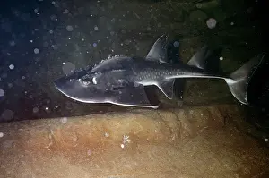Guitar: Shark RAY / Bow Mouth Guitarfish - very rare