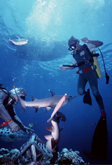 Show: SHARK SHOW with Scuba divers - for tourists