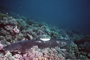 Fishermen: Shark on seabed - de-finned by Japanese fishermen