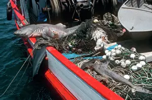 Sydney: Sharks caught in beach mesh net off sydney Australia