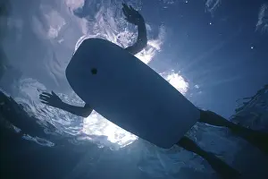 Attacks: Sharks Eye view of a person on a body board