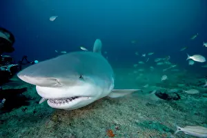 Attacks: Shark's feeding - Zambesi Shark - Santa Lucia Camaguey Cuba