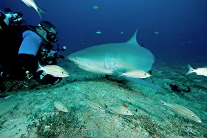 Attacks: Shark's feeding - Zambesi Shark - Santa Lucia Camaguey Cuba