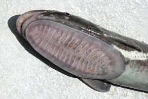 Adaptation: Sharksuckers (Echeneis naucrates), Tenerife, Canary