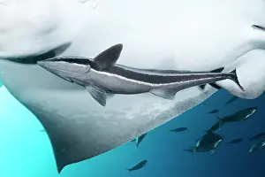 Adaptation: Sharksuckers (Echeneis naucrates) under a ray, Tenerife