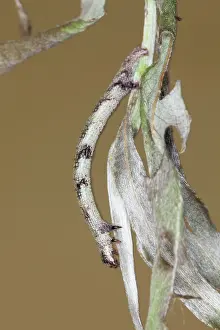 Angled: Sharp-angled Peacock