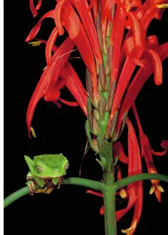 Vaillantii: Sharp-backed Monkey Tree Frog