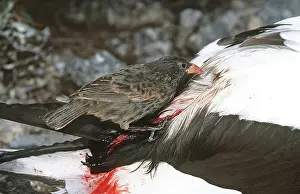 Vampire: Sharp-beaked Ground Finch - that has developed