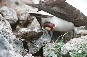 Boobie: Sharp-beaked Ground Finch - taking secretion that