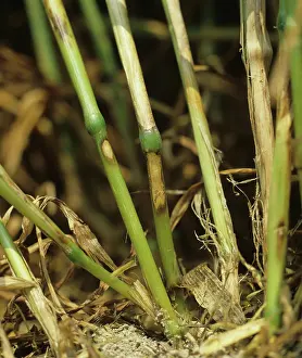 Eyespot: Sharp Eyespot lesions on wheat stem base