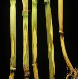 Eyespot: Sharp eyespot on wheat