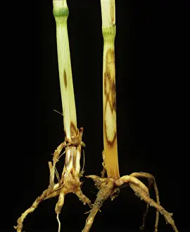 Eyespot: Sharp eyespot on Wheat