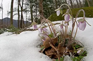 Tennessee: Sharp-lobed Hepatica