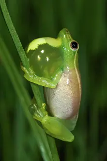 Hyperolius: Sharp-nosed Reed Frog - male in calling behaviour