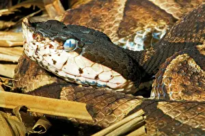 Deadly: Sharp-nosed Viper