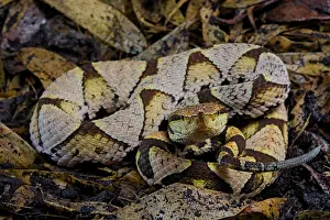 Acutus: Sharp-nosed viper (Deinagkistrodon acutus) on dead