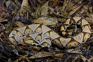 Acutus: Sharp-nosed viper (Deinagkistrodon acutus) on dead