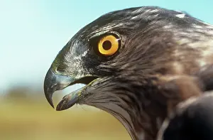 Shinned: Sharp-shinned Hawk