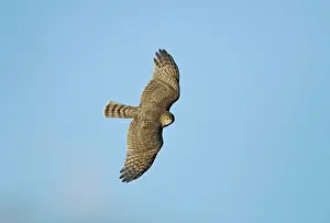 Shinned: Sharp-shinned Hawk