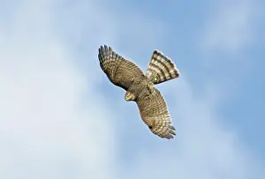 Shinned: Sharp-shinned Hawk