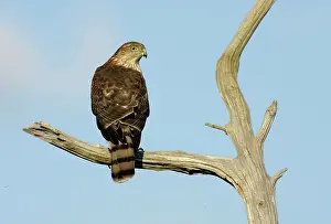 Shinned: Sharp-shinned Hawk